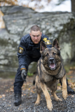 Årets polishund 2026 Sid_Foto Måns Engelbrektsson 250PX
