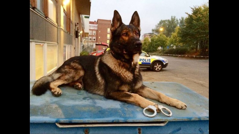 polis hund polishund på biltak