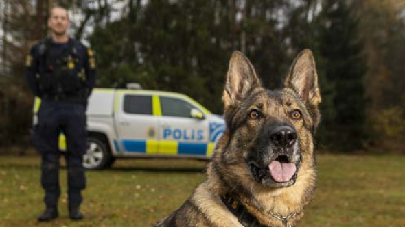 Lundy årets polishund 2022 Svenska Kennelklubben