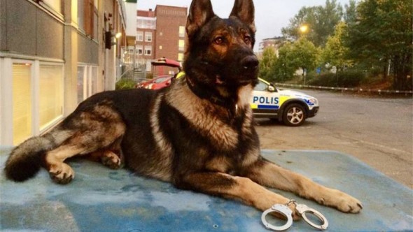 polis hund polishund på biltak